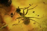 Two Fossil Ants & A Mite In Baltic Amber #50652-2